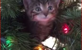 Kitten Ornaments